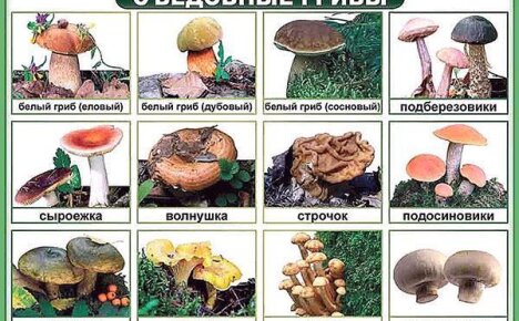 Знакомимся со съедобными грибами: краткая подборка известных видов