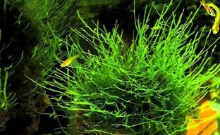 Как вырастить яванский мох на синтепоне для аквариума