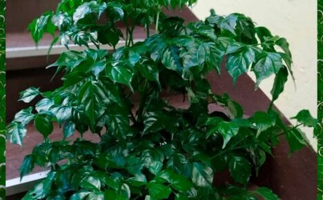 Радермахера китайская — ценный экземпляр для озеленения помещений