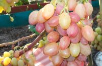 Лучший ранний гибрид — виноград Багровый, описание сорта