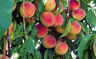 Эффективное выращивание персика