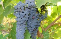 Стойкая лиана для любого климата — виноград Амурский, описание сорта, фото, отзывы