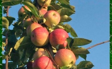 Любимая с детства яблоня Слава Победителям: посадка и уход за плодовым деревцем