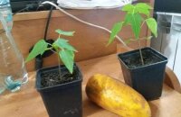 Как вырастить папайю из косточки в домашних условиях: особенности посадки и ухода