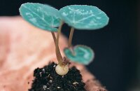Как размножить цикламен — все способы получить новые растения в домашних условиях