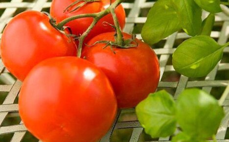 Урожайный томат Марьина роща для выращивания в теплице
