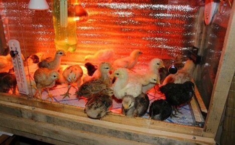 Оптимальная температура для содержания цыплят в первые дни жизни