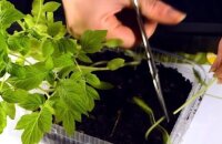 Японская агротехника томатов — как вырастить здоровые растения и получить высокий урожай