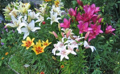 Утончённые цветы лилии – живое украшение сада