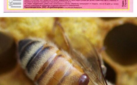 Инструкция по применению Бипина для пчел, инфицированных варроатозом