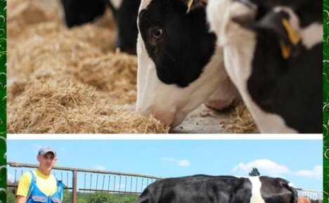 Изучаем симптомы и лечение кетоза у коров, чтобы сохранить поголовье