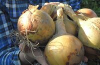 Четыре луковицы равно килограмм — самый вкусный и крупный лук Геркулес
