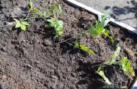 Выращивание помидоров по методу И. М. Маслова позволит побить рекрды урожайности