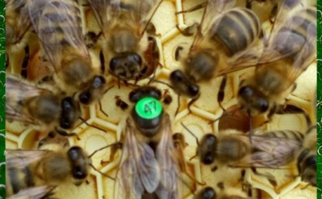 Пчелы породы Карника – отличный выбор для регионов с короткими зимами