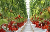 Где выращивать томат Корнабель — урожайный французский сорт с помидорками-перцами