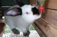 Как сделать поилку для кроликов — два простых и экономных варианта