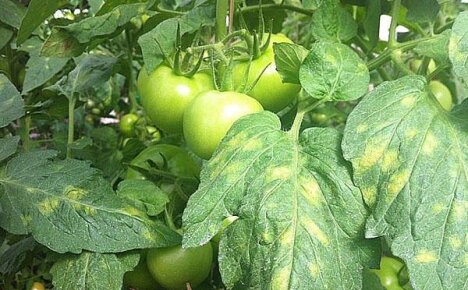 Важно знать болезни томата в лицо, чтобы своевременно оказать растению помощь