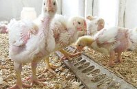 Спасаем птицу — почему лысеют цыплята бройлеры