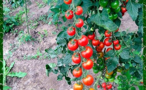 Как вырастить помидор Рапунцель – секреты необычного сорта с роскошными, красочными томатными косами