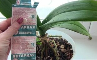 Зеленая аптека для орхидей – янтарная кислота