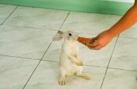 Как дрессировать кроликов: приручаем к рукам и лотку, обучаем трюкам