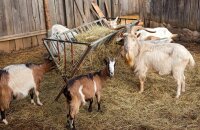 Подготавливаемся к зиме — какое сено лучше для коз