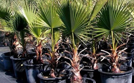 Выращивание пальмы в домашних условиях: изучаем все тонкости непростого ремесла