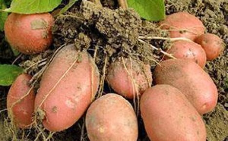 Ранние сорта картофеля — общая информация