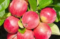 Чем знаменита яблоня Солнцедар и как использовать ее плоды