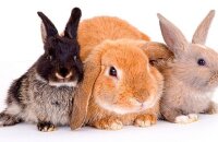 Кролики — подборка коротких вопросов-ответов!