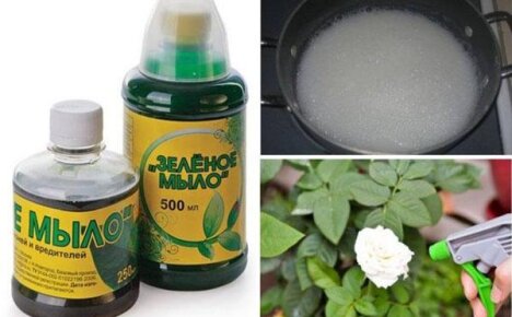 Зеленое мыло — надежная броня для растений