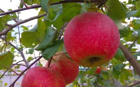 Отдаем предпочтение яблоне сорта Краса Свердловска