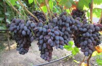 Чем известен сорт винограда Ромео — вид, сроки созревания и вкусовые качества