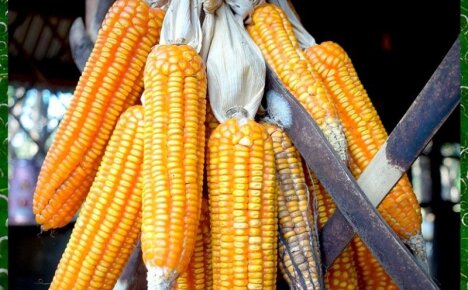 Секреты хранения кукурузы – сушка, консервация, заморозка