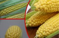 Заготавливаем сладкое лакомство — как долго хранится кукуруза в початках