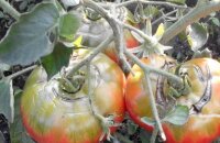 Проблема огородников: почему помидоры трескаются при созревании