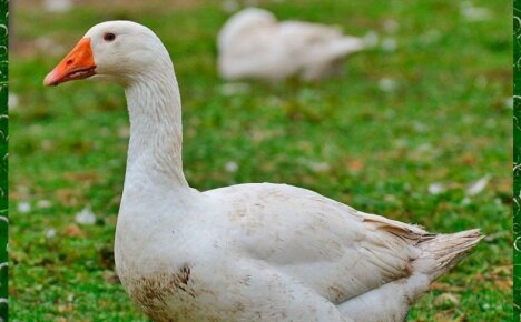 Какие болезни гусей способны погубить поголовье птицы
