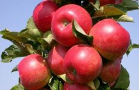 Какой зимостойкостью обладает колоновидная яблоня Васюган — очень компактный, но урожайный, сорт