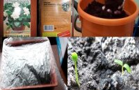 Как вырастить гардению из семян?