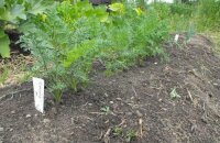 Как посадить морковь, чтобы не прореживать: 4 лучших способа