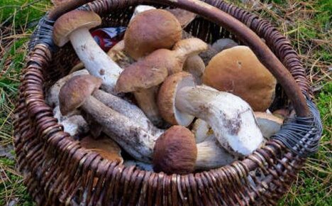 Изучаем полезные свойства белых грибов