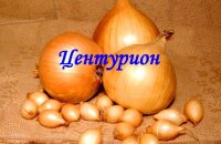 Урожайный гибрид с крупными луковицами и пикантным вкусом — лук Центурион
