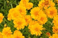 Кореопсис Санбарст — неприхотливый цветущий многолетник в вашем саду