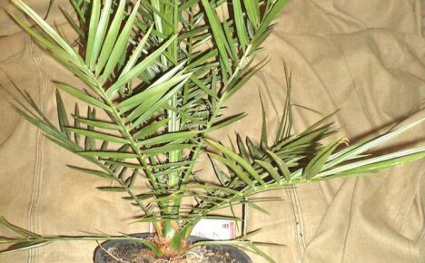Изучаем болезни финиковой пальмы и способы борьбы с ними