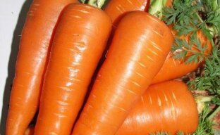 Особенности выращивания моркови