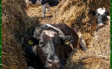 Лейкоз у коров – первые признаки и опасность заболевания