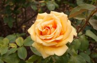 Ароматная и крупная немецкая роза Валенсия — как цветет и зимует в нашем климате
