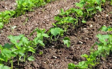 Выращивание пастернака из семян – все нюансы от посева до уборки урожая