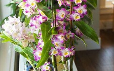 Чтобы орхидея Дендробиум порадовала цветением, учимся ухаживать за ней
