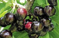 Крупноплодная и вкусная черешня Дайбера черная — описание сорта, фото